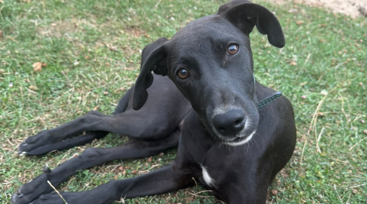 Chiens à adopter