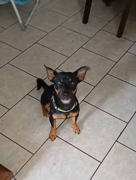 pinscher