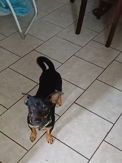 pinscher1